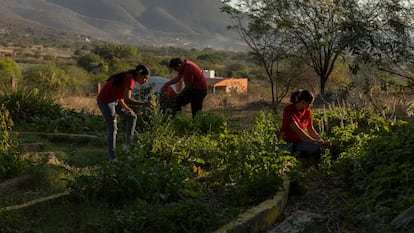 Agricultura ecológica Jalisco, México
