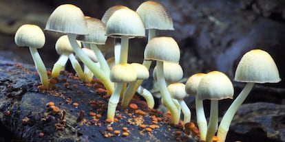 Una imagen del documental 'Fantastic Fungi' (2019), de Louie Schwartzberg.