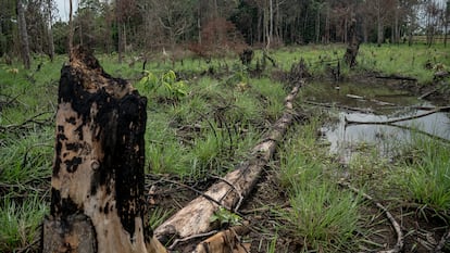 Troncos de árboles recientemente quemados cerca de Cartagena del Chaira, en el departamento del Caquetá, Colombia, el 24 de abril de 2025.