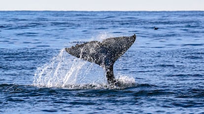 Megaproyecto de gas fósil en el Golfo de California