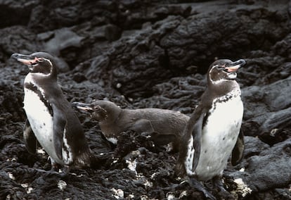 Pinguinos de Galápagos