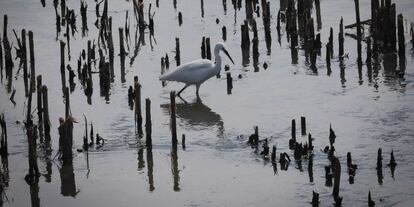 Una garceta junto a la presa nº 9 del río Manzanares.