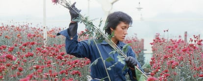 Fotograma del documental Amor, mujeres y flores un documental un filme de Marta Rodríguez y Jorge Silva