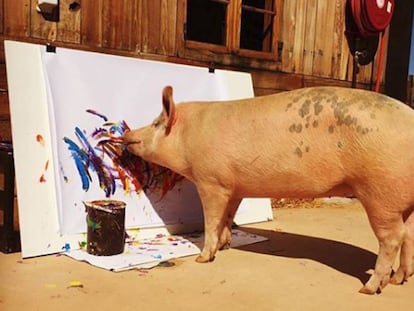 La cerda 'Pigcasso' pinta un cuadro en el refugio donde vive en Ciudad del Cabo (Sudáfrica).