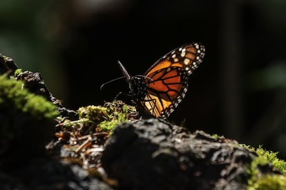 Santuario de mariposas monarcas en El Rosario, Michoacán, el 15 de enero.