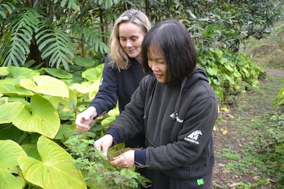 Heidi Quine y Train Thi Gai, dos trabajadoras de Animals Asia en el jardín de plantas madre, uno de los proyectos destinados a crear alternativas naturales de la bilis de oso, en Tam Dao, Vietnam en febrero de 2025.